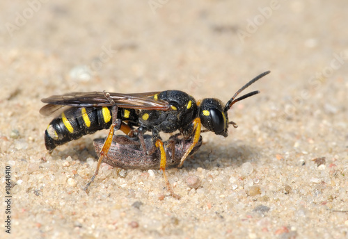 Wasp Sphex © v_blinov