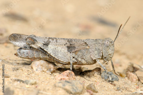 Grasshopper Oedipoda caerulescens