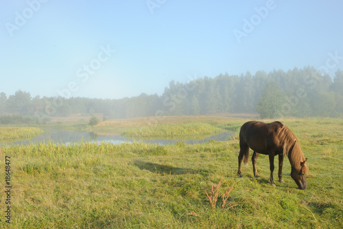 Horse at a sunrise