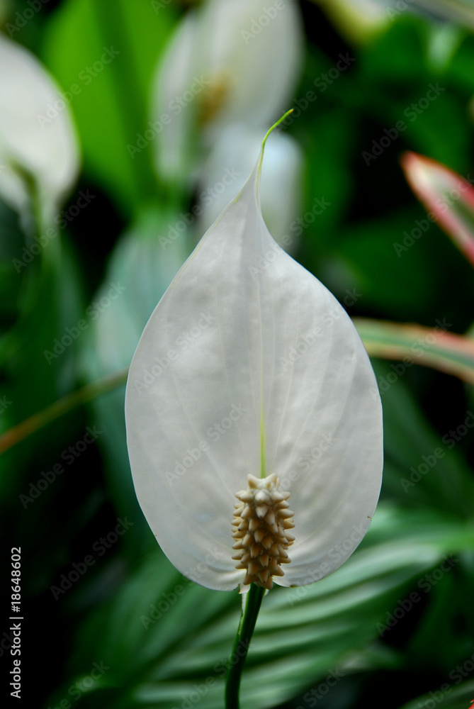 fiori fiori
