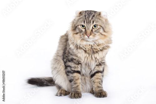 Obraz na plátně Cat, American curl