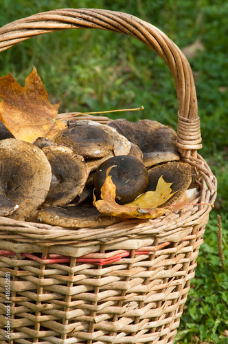 The big wattled basket with mushrooms