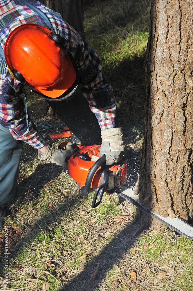 Fototapeta premium Waldarbeiter