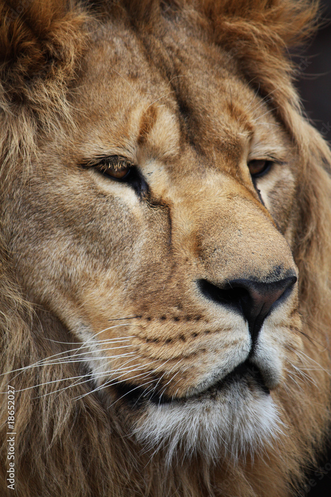 Lion's portrait