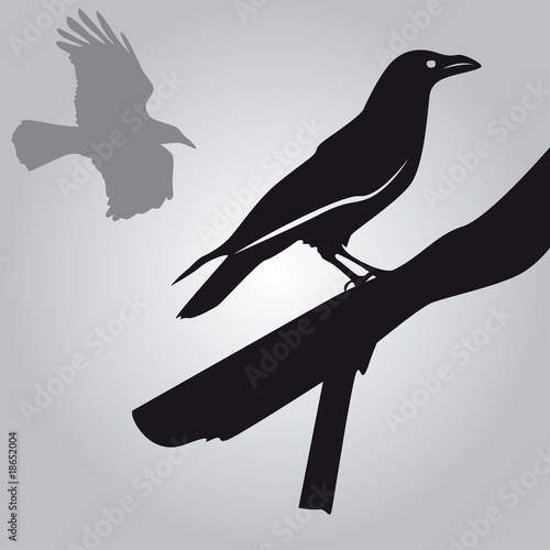 Corbeau
