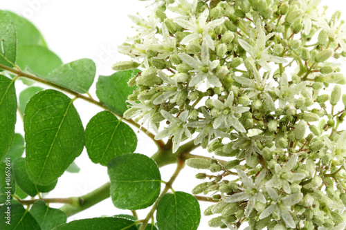 fleur caloupilé, Bergera koenigii, épice indienne photo