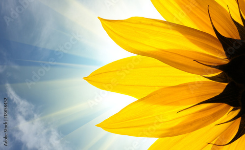 Sunflower in rays of sun over sky background