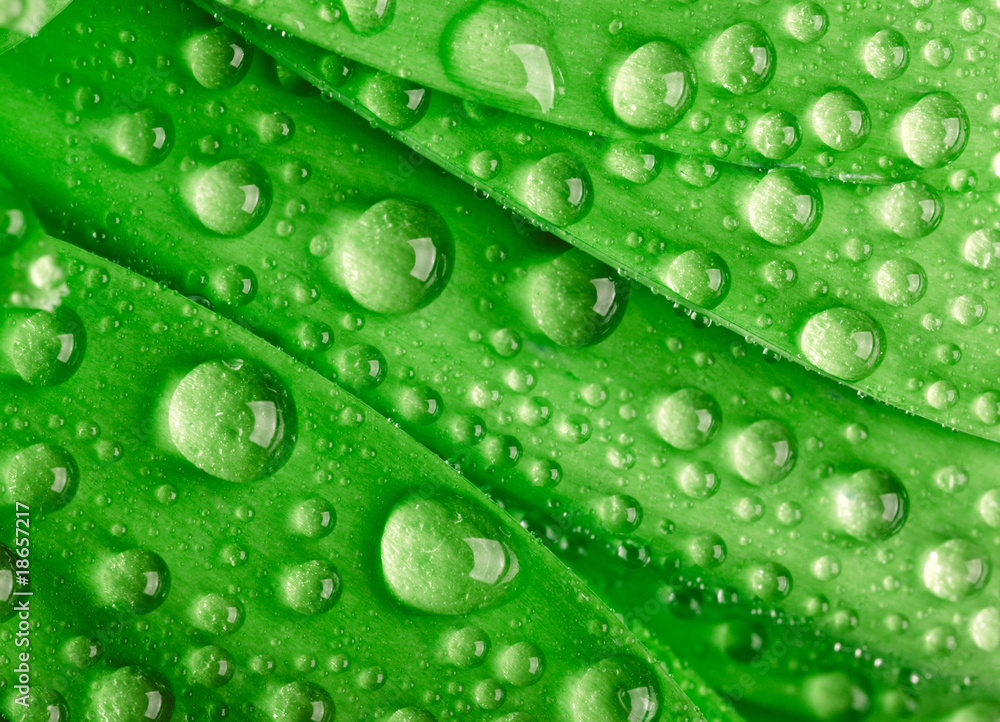 Green leaf with waredrops. Green leaf with waredrops.