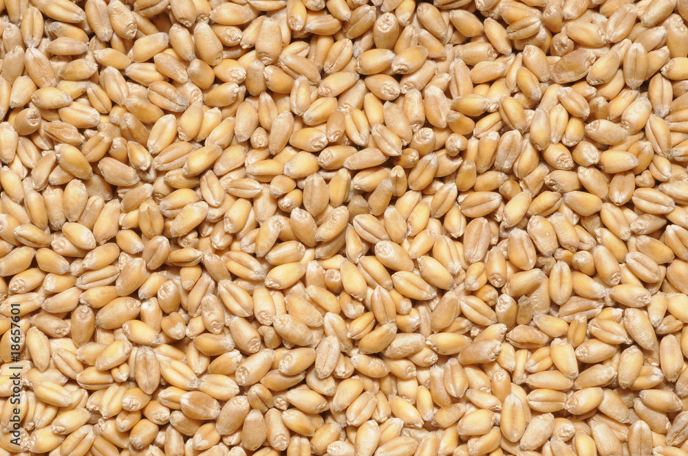 background of wheat grains, full image background of wheat grains, full image