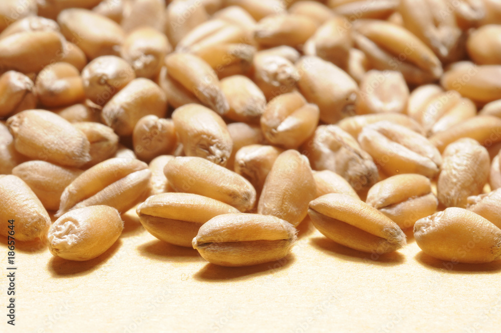 close up of wheat grains, selected focus