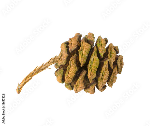 sequoia cone