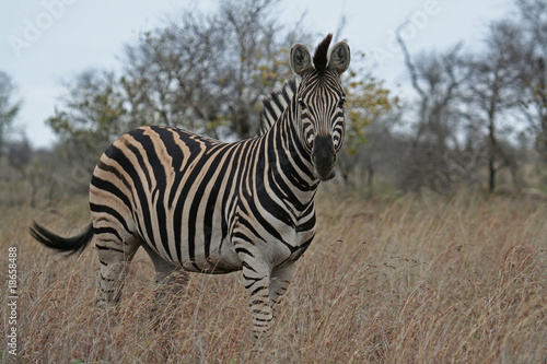 Zebra  S  dafrika