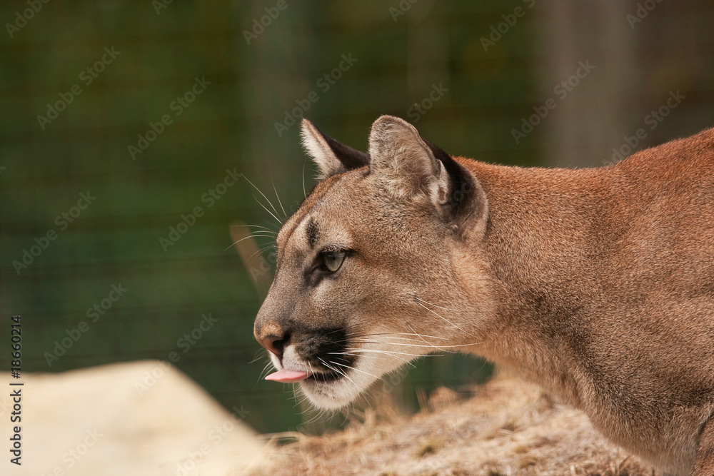 Fototapeta premium Puma with tongue out