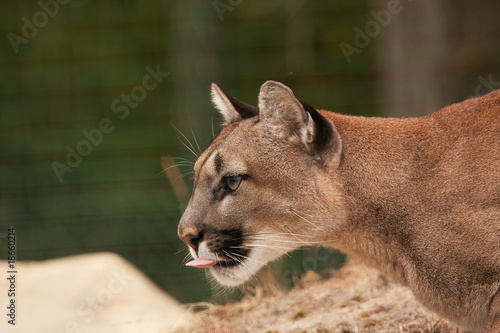 Puma with tongue out