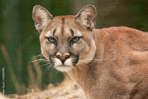 a fly on the nose of a puma