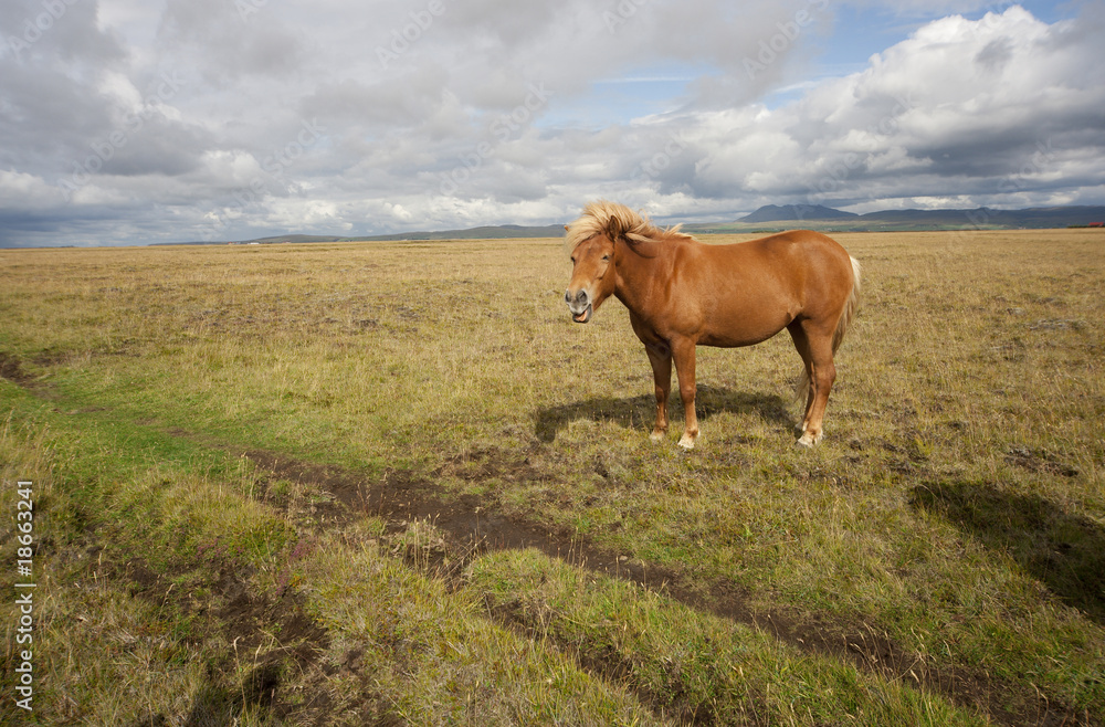 brown horse in field brown horse in field