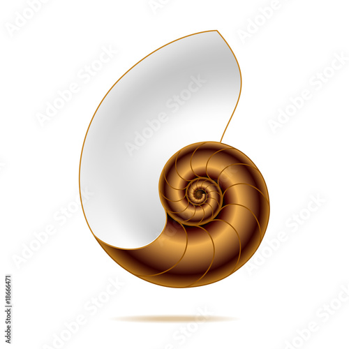Nautilus shell. Vector illustration.