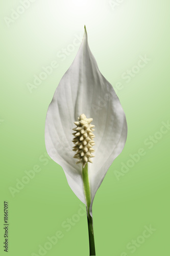 peace lilly