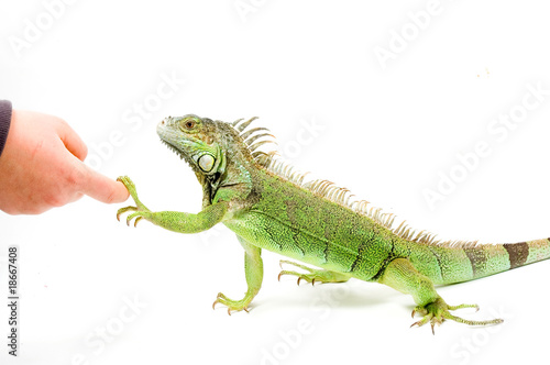 Iguana is shaking hands