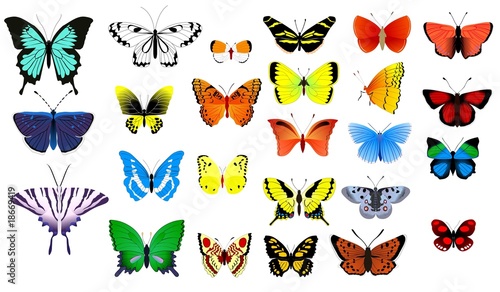 collection of buterflies