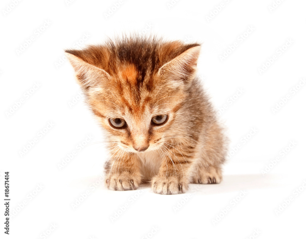 Obraz premium Tabby kitten looking up