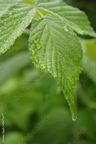 drops of water on green leaf