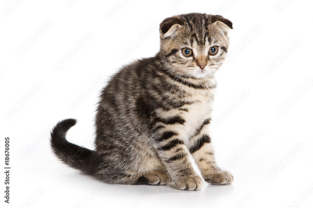 Scottish Fold kitten on white background Scottish Fold kitten on white background