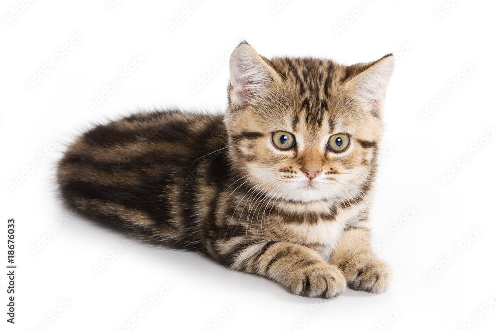 Scottish Fold kitten on white background Scottish Fold kitten on white background
