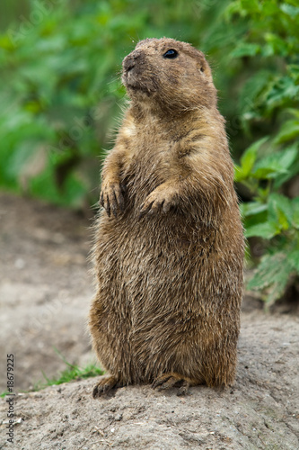 Big prairie dog stading straight photo