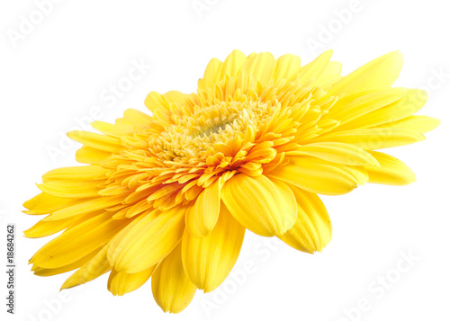 Yellow gerbera against white