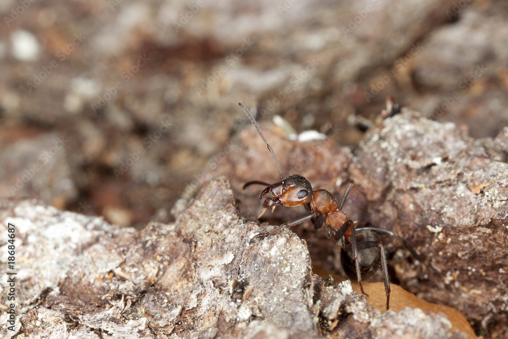 Horse ant (Formica rufa) on wood.