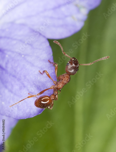 Red ant (Myrmica rubra) sitting on flower. photo