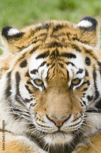 Fototapeta Naklejka Na Ścianę i Meble -  Siberian Tiger