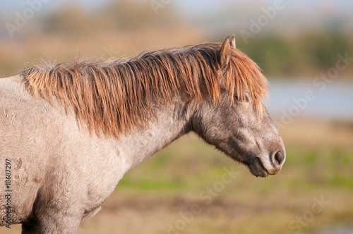 Cavallo selvatico © Alvise Dorigo