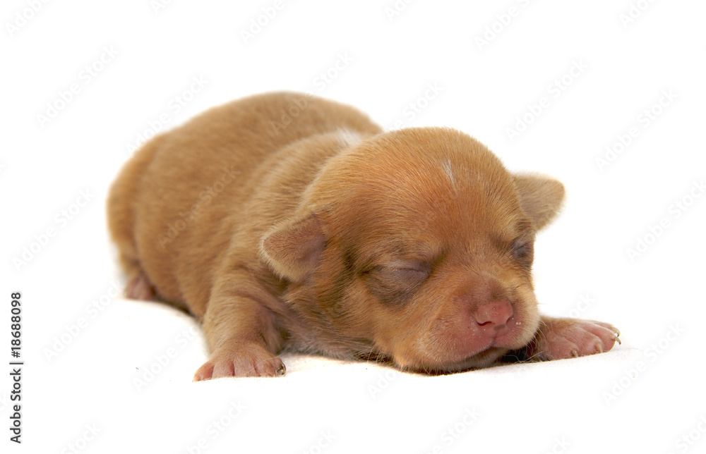 Chihuahua dog on white background Chihuahua dog on white background