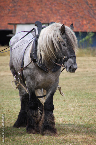 Trait Poitevin