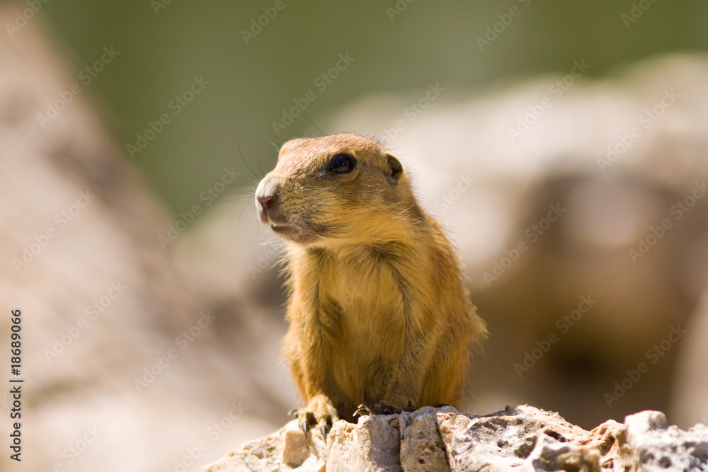 Fototapeta premium Cane della prateria - Roditore