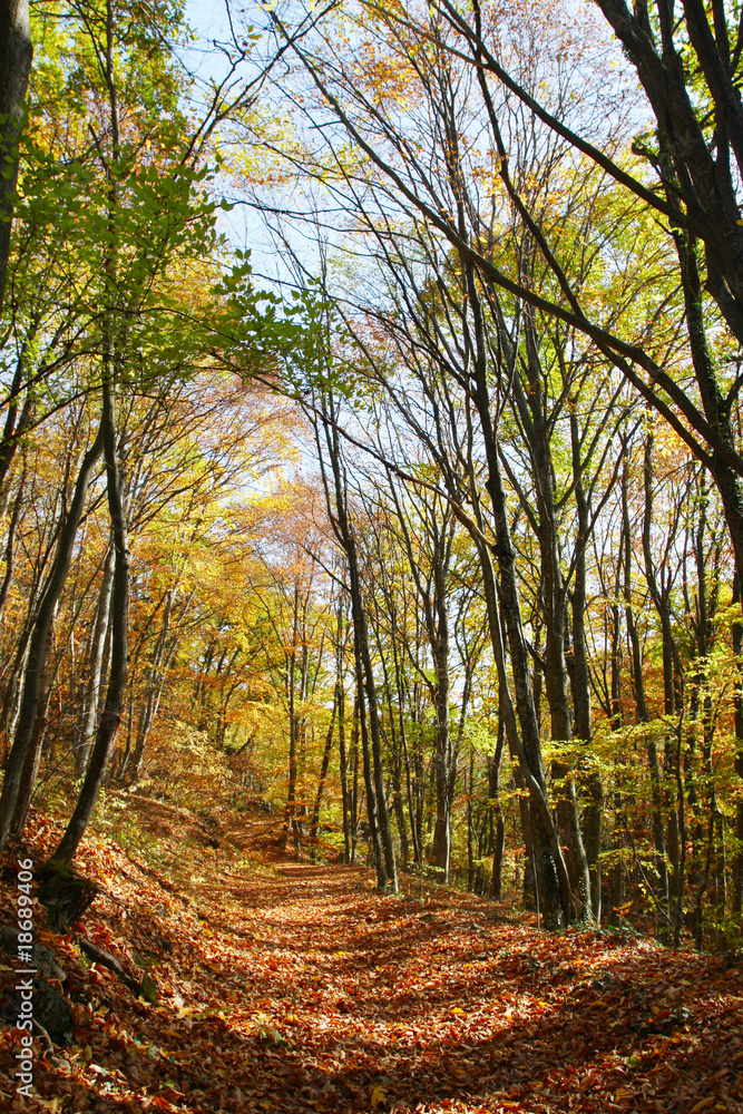 autumn forest