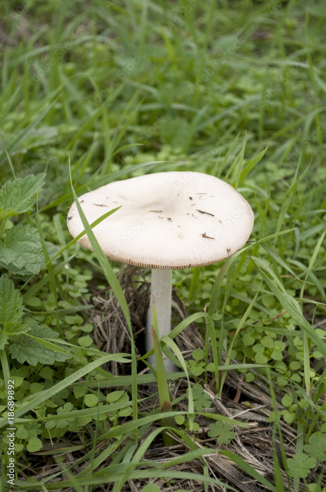 Mushroom