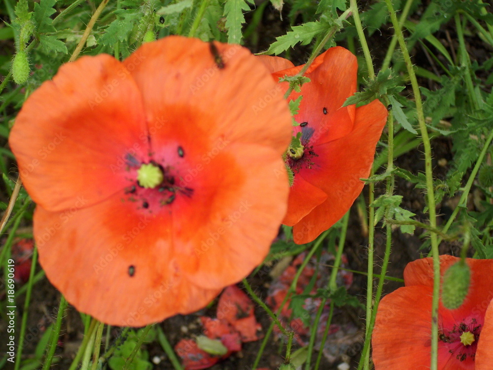 Fototapeta premium Mohnblüte