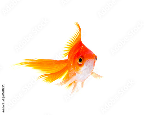 Gold fish. Isolation on white