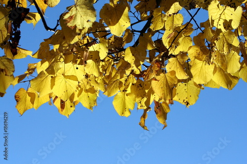 foglie gialle di autunno contro il cielo photo