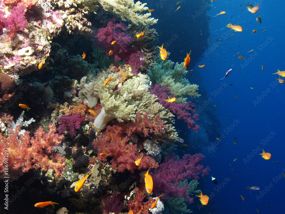Fototapeta premium coral