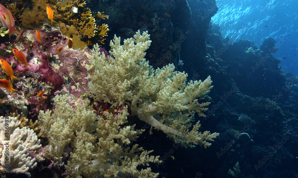 Fototapeta premium coral