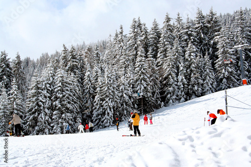 Skiers and alpine forest