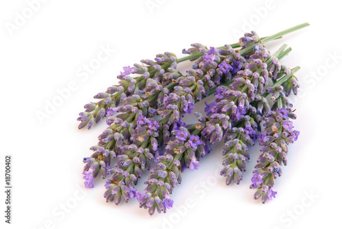 Fototapeta Naklejka Na Ścianę i Meble -  Lavendel freigestellt - lavender isolated 01