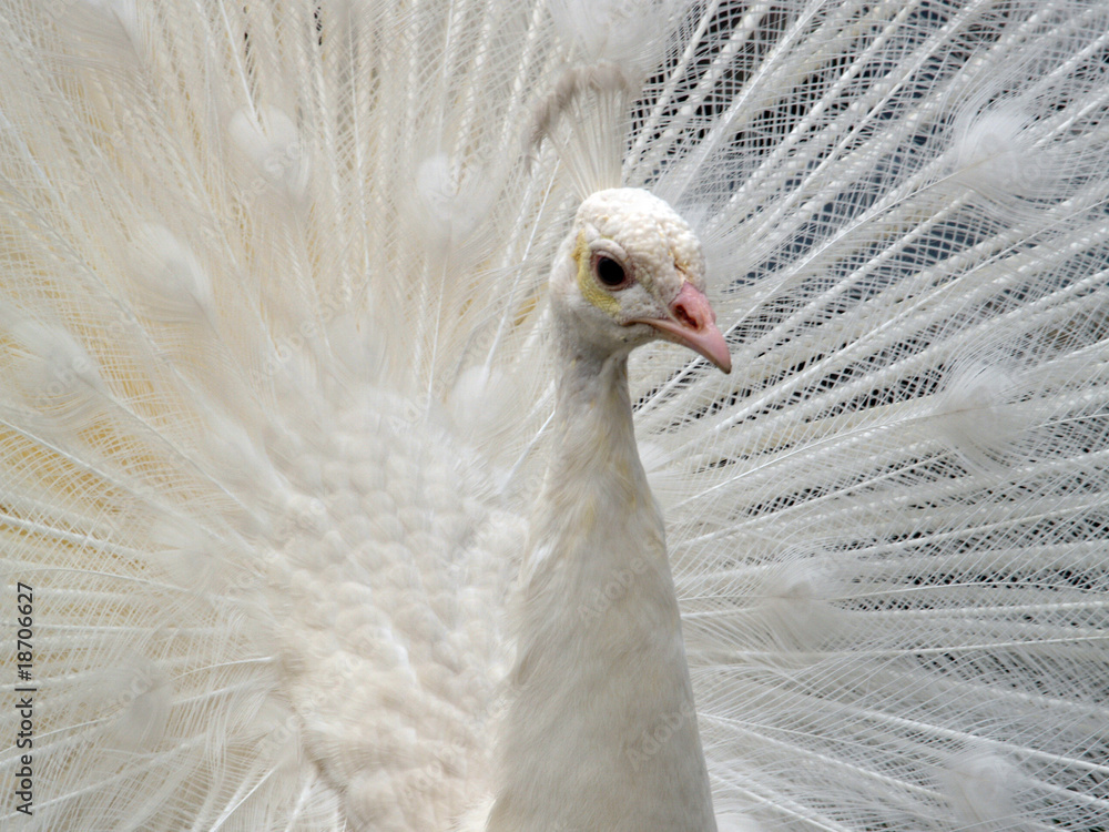 Fototapeta premium weißer Pfau