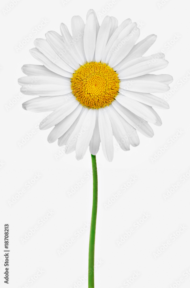 Naklejka premium blume