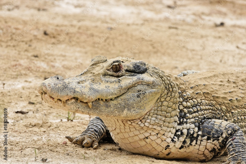 Fototapeta premium Caiman