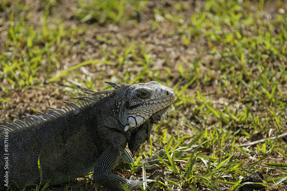 Fototapeta premium gros plan sur un iguane